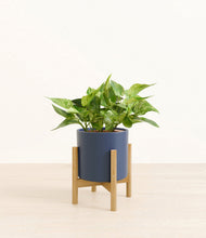 Load image into Gallery viewer, Deep Navy stand:bamboo