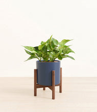 Load image into Gallery viewer, Deep Navy stand:walnut