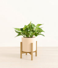 Load image into Gallery viewer, Cream stand:bamboo