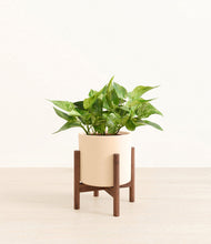 Load image into Gallery viewer, Cream stand:walnut