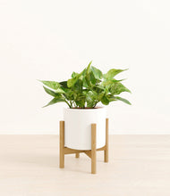 Load image into Gallery viewer, White stand:bamboo