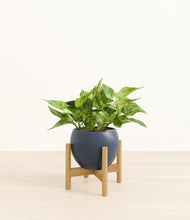 Load image into Gallery viewer, Deep Navy stand:bamboo