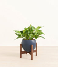 Load image into Gallery viewer, Deep Navy stand:walnut