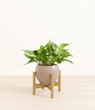 Load image into Gallery viewer, Desert Brown stand:bamboo