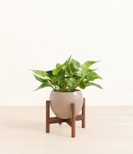 Load image into Gallery viewer, Desert Brown stand:walnut