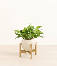 Load image into Gallery viewer, Shiny EggWhite stand:bamboo