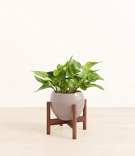 Load image into Gallery viewer, Winter Clouds stand:walnut