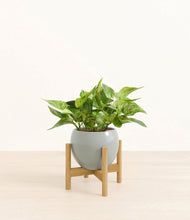 Load image into Gallery viewer, Deep Ocean stand:bamboo