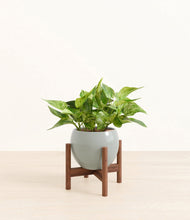 Load image into Gallery viewer, Deep Ocean stand:walnut