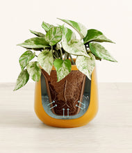 Load image into Gallery viewer, Mustard stand:all