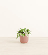 Load image into Gallery viewer, Striped Rose Pink*****Profile