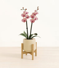 Load image into Gallery viewer, Almond Green stand:bamboo