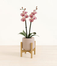 Load image into Gallery viewer, Eternal Gray stand:bamboo