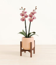 Load image into Gallery viewer, Calm Rose stand:walnut