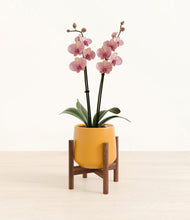 Load image into Gallery viewer, Mustard stand:walnut