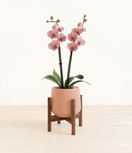 Load image into Gallery viewer, Calm Rose stand:walnut