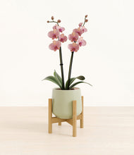 Load image into Gallery viewer, Turquoise stand:bamboo