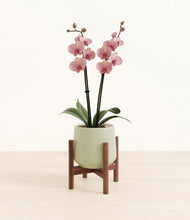 Load image into Gallery viewer, Turquoise stand:walnut
