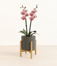 Load image into Gallery viewer, Dark Olive stand:bamboo