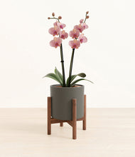 Load image into Gallery viewer, Dark Olive stand:walnut