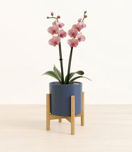 Load image into Gallery viewer, Deep Navy stand:bamboo
