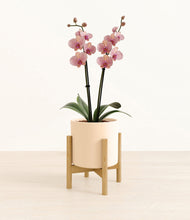 Load image into Gallery viewer, Cream stand:bamboo