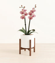 Load image into Gallery viewer, White stand:walnut