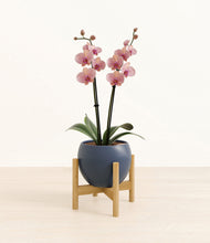 Load image into Gallery viewer, Deep Navy stand:bamboo