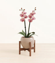 Load image into Gallery viewer, Desert Brown stand:walnut