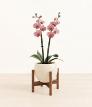 Load image into Gallery viewer, Shiny EggWhite stand:walnut