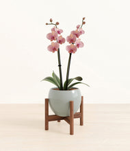Load image into Gallery viewer, Deep Ocean stand:walnut