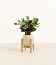 Load image into Gallery viewer, Almond Green stand:bamboo