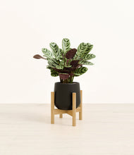 Load image into Gallery viewer, Black stand:bamboo