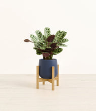 Load image into Gallery viewer, Deep Navy stand:bamboo