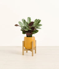 Load image into Gallery viewer, Mustard stand:bamboo