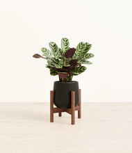 Load image into Gallery viewer, Black stand:walnut