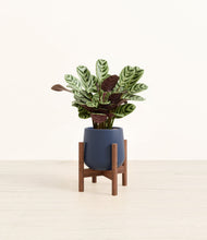 Load image into Gallery viewer, Deep Navy stand:walnut