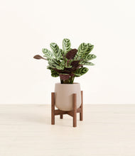 Load image into Gallery viewer, Eternal Gray stand:walnut