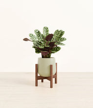 Load image into Gallery viewer, Turquoise stand:walnut