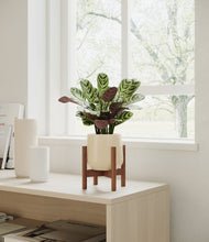 Load image into Gallery viewer, Almond Green stand:walnut