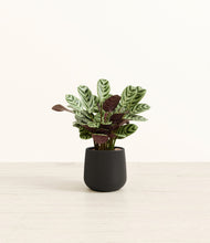 Load image into Gallery viewer, Black*****Profile