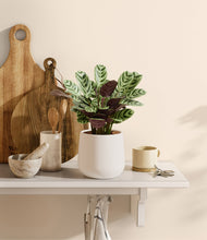 Load image into Gallery viewer, White