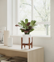 Load image into Gallery viewer, White stand:walnut