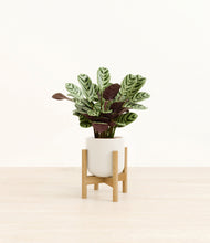 Load image into Gallery viewer, Cotton White stand:bamboo