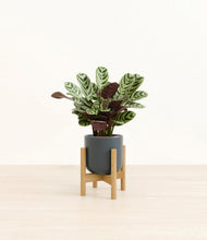 Load image into Gallery viewer, Iron Gray stand:bamboo