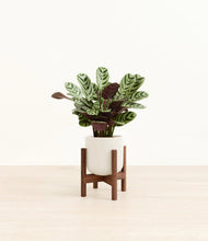 Load image into Gallery viewer, Cotton White stand:walnut