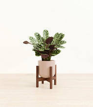 Load image into Gallery viewer, Sandy Pink stand:walnut