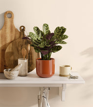 Load image into Gallery viewer, Glossy Red