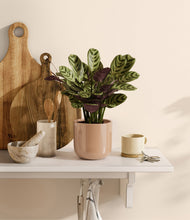 Load image into Gallery viewer, Glossy Pink