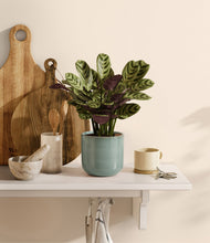 Load image into Gallery viewer, Reactive Aqua